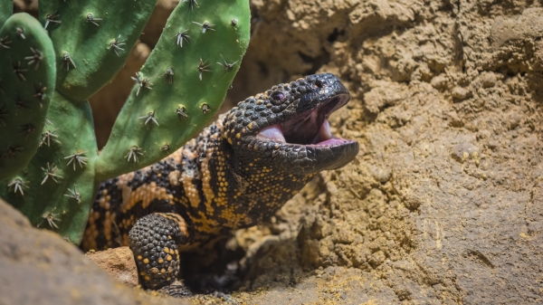 A gila monster is perched next to a cactus with its mouth open.